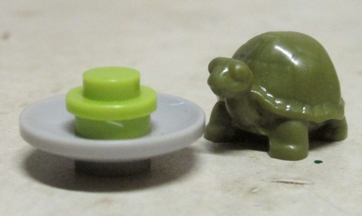 Raph's pet turtle